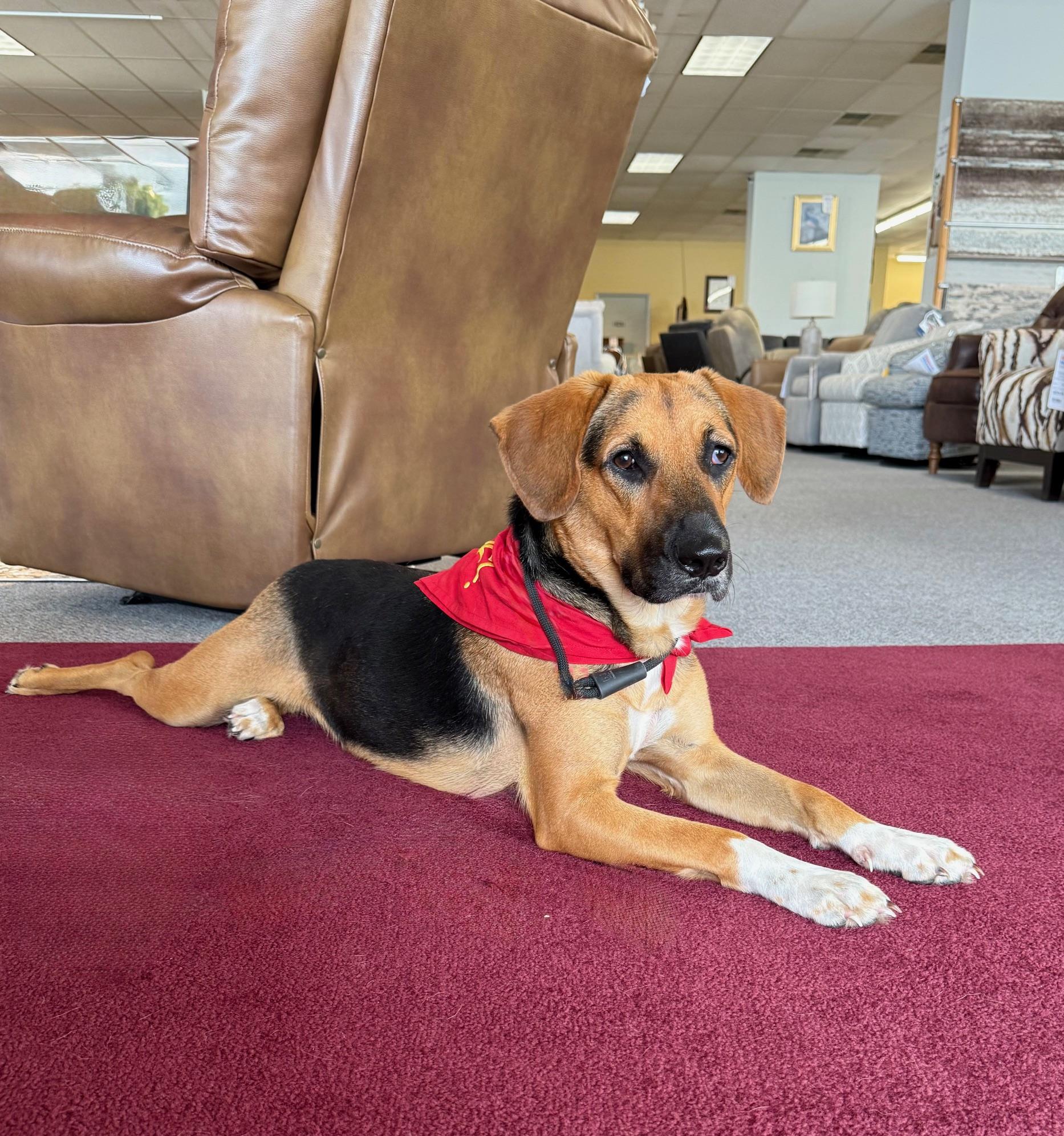Sissie Girl, a Adopted mixed breed in Jesup, GA image 1/5