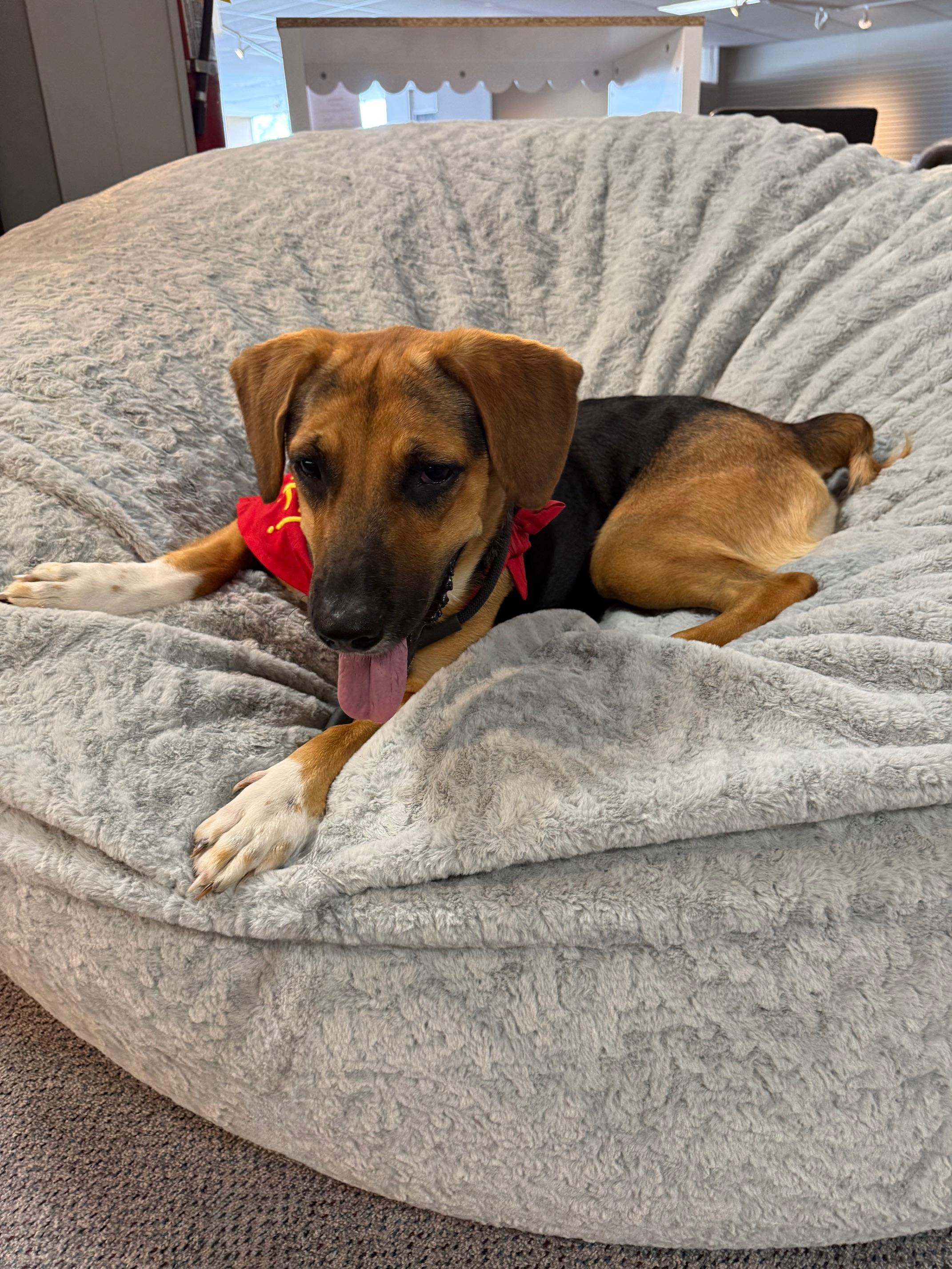 Sissie Girl, a Adopted mixed breed in Jesup, GA image 3/5