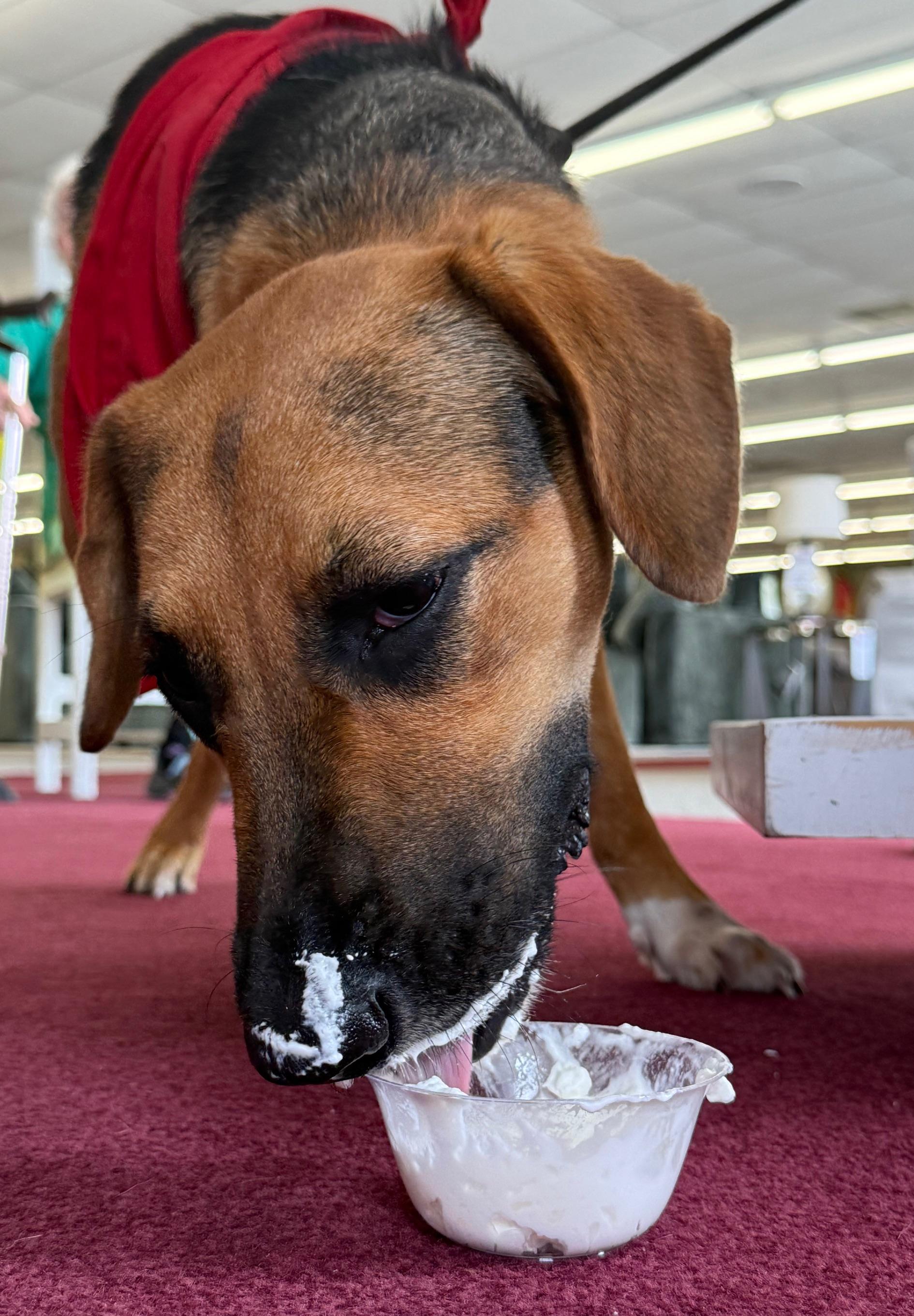 Sissie Girl, a Adopted mixed breed in Jesup, GA image 4/5