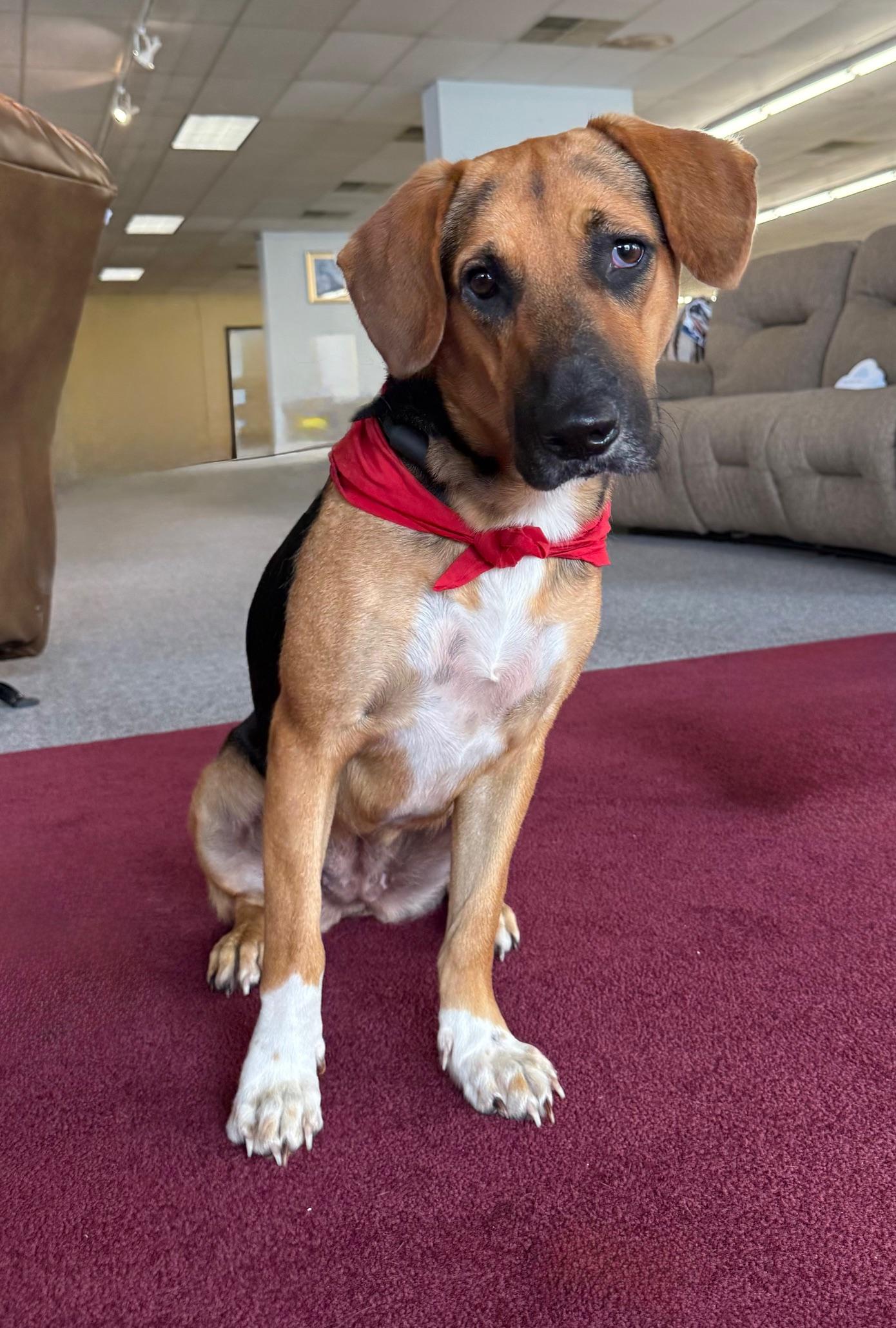 Sissie Girl, a Adopted mixed breed in Jesup, GA image 5/5