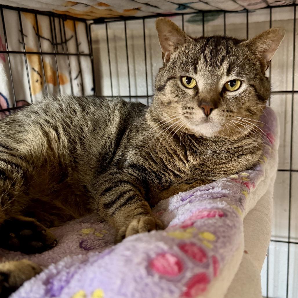Enlarge Henry, a Adoptable Domestic Short Hair in Middleburg Heights , OH image 1/6