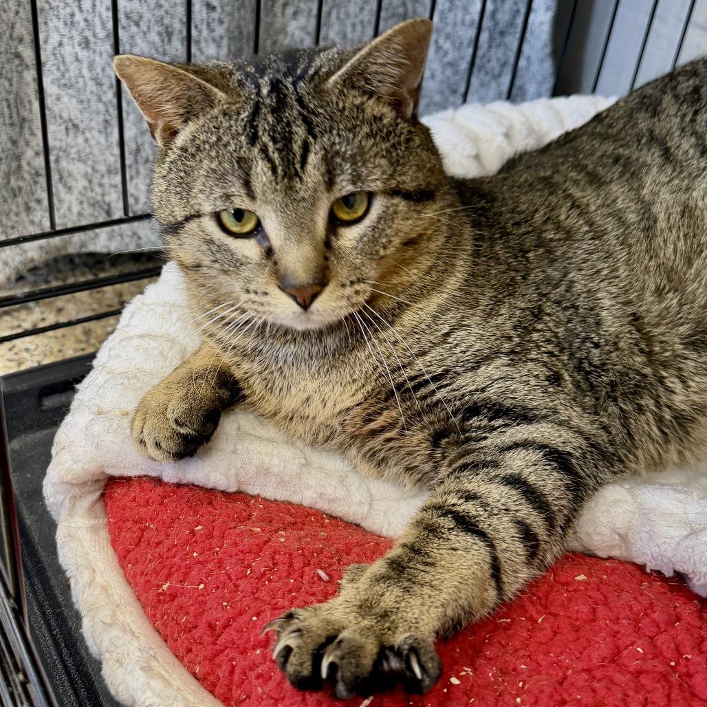 Enlarge Henry, a Adoptable Domestic Short Hair in Middleburg Heights , OH image 2/6