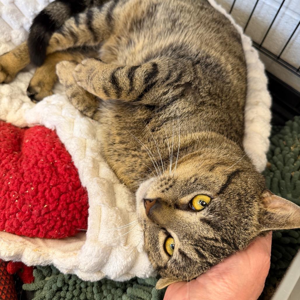 Enlarge Henry, a Adoptable Domestic Short Hair in Middleburg Heights , OH image 3/6