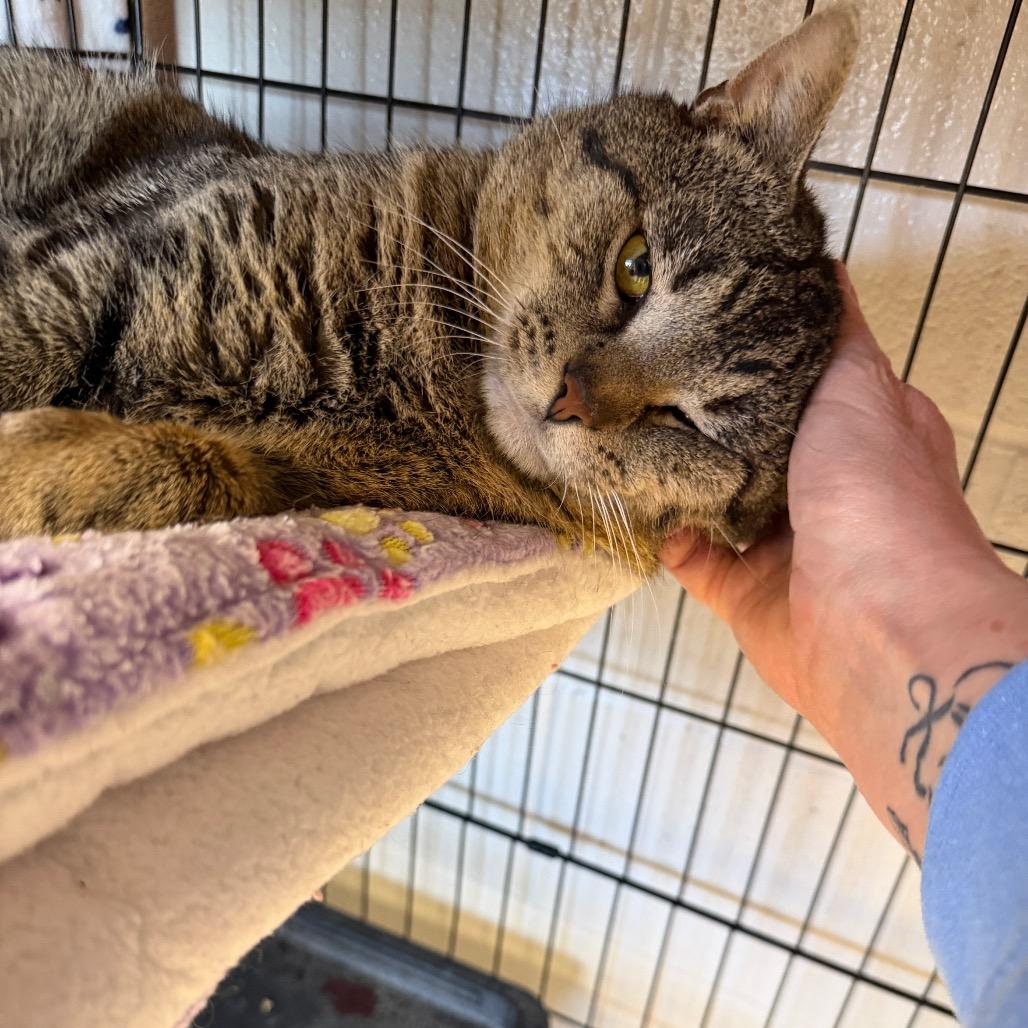 Enlarge Henry, a Adoptable Domestic Short Hair in Middleburg Heights , OH image 4/6