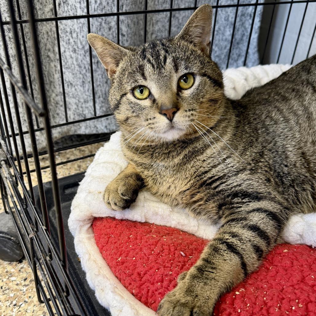 Enlarge Henry, a Adoptable Domestic Short Hair in Middleburg Heights , OH image 5/6