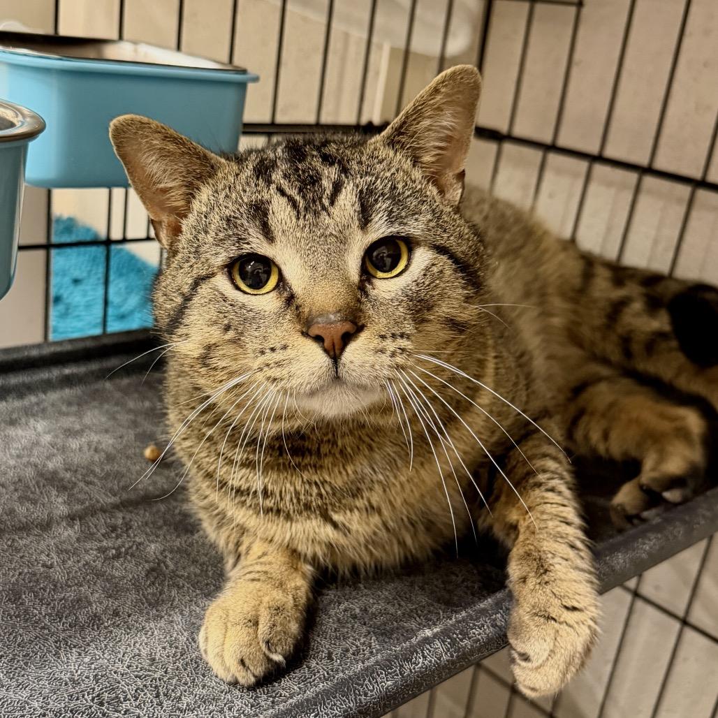 Enlarge Henry, a Adoptable Domestic Short Hair in Middleburg Heights , OH image 6/6