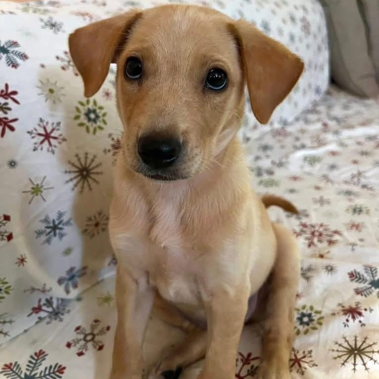 Enlarge Estella, a ADOPTABLE Mixed Breed in Yaphank, NY image 6/6