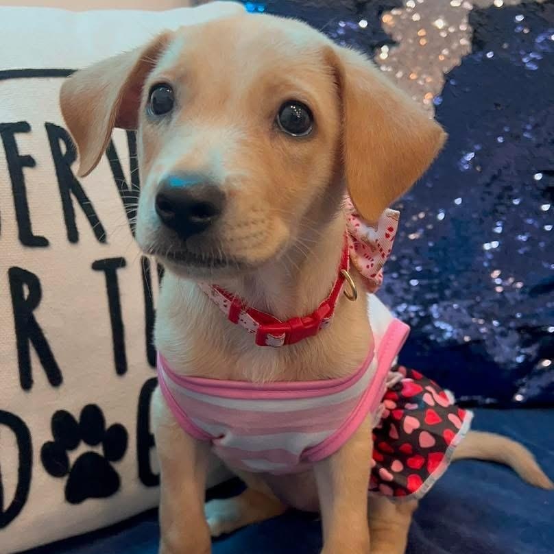 Enlarge Estella, a ADOPTABLE Mixed Breed in Yaphank, NY image 5/6