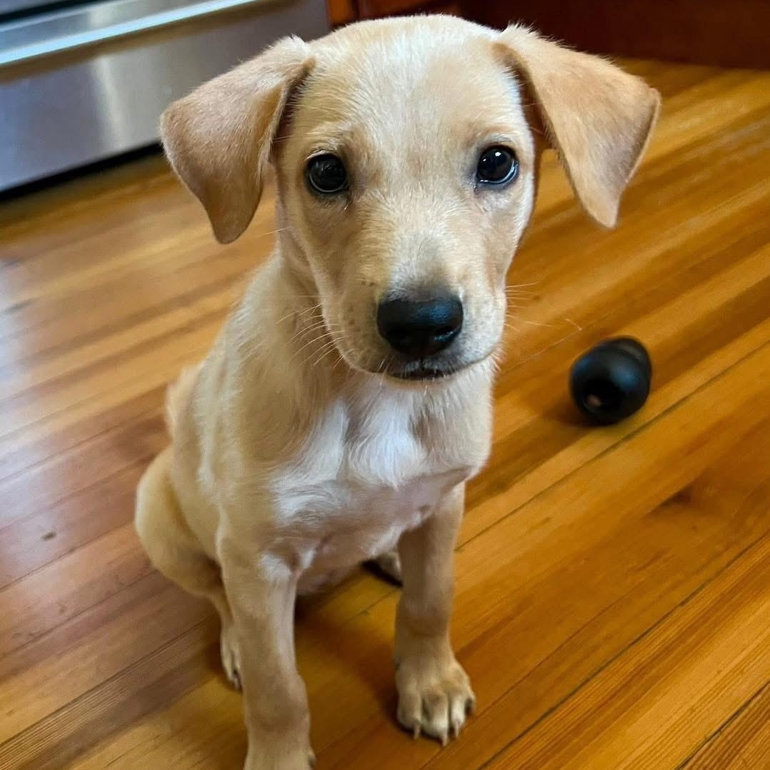 Enlarge Estella, a ADOPTABLE Mixed Breed in Yaphank, NY image 1/6