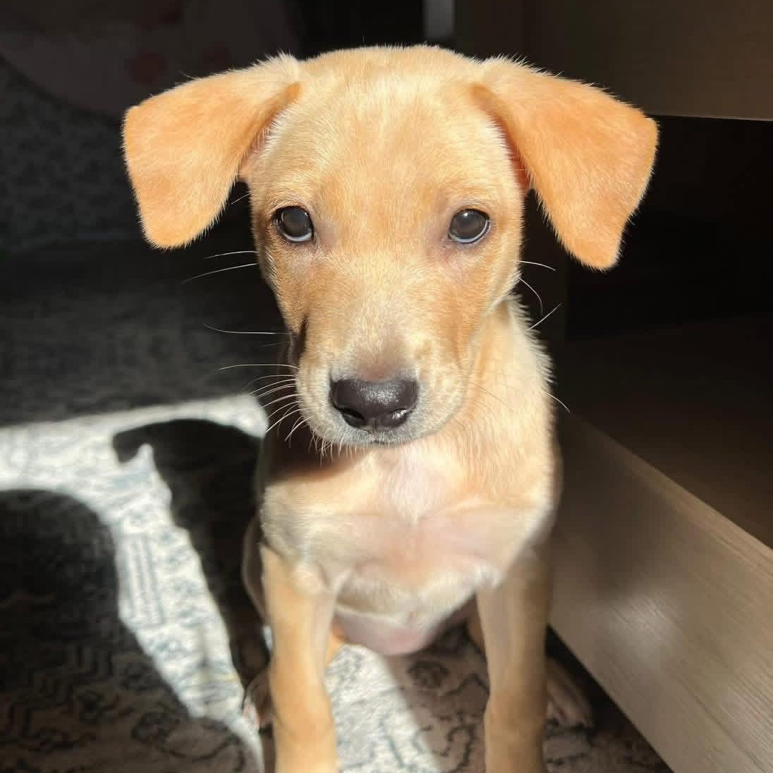 Estella, ADOPTABLE, Puppy Female Mixed Breed.