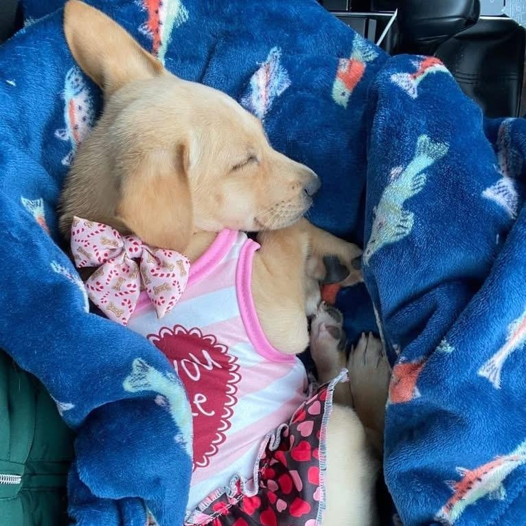 Enlarge Estella, a ADOPTABLE Mixed Breed in Yaphank, NY image 3/6