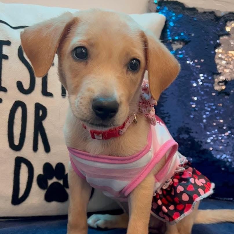 Enlarge Estella, a ADOPTABLE Mixed Breed in Yaphank, NY image 4/6