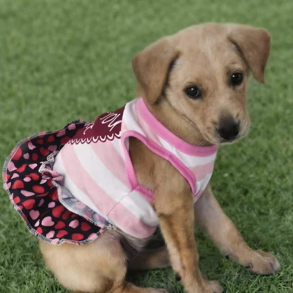 Enlarge Estella, a ADOPTABLE Mixed Breed in Yaphank, NY image 2/6