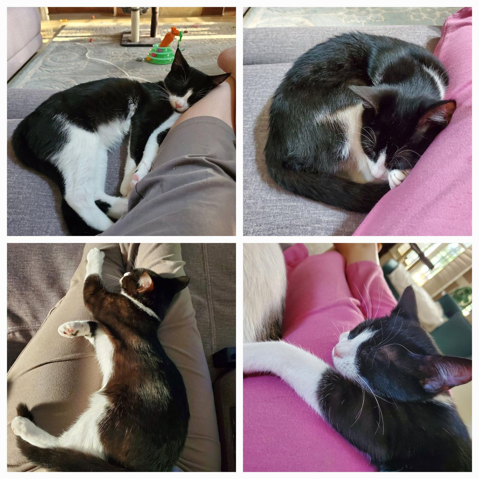 Minnie, Adoptable, Young Female Domestic Short Hair.