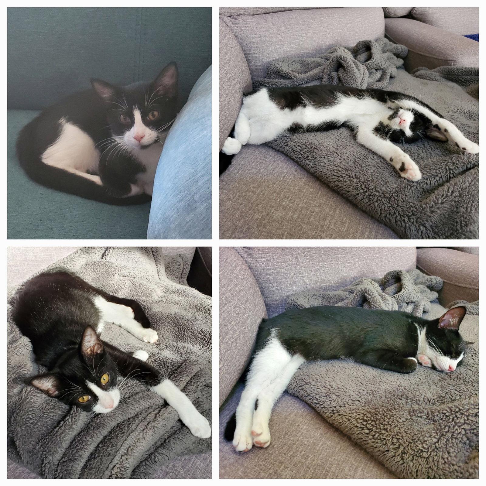 Enlarge Minnie, a Adoptable Domestic Short Hair in Horn Lake, MS image 2/3