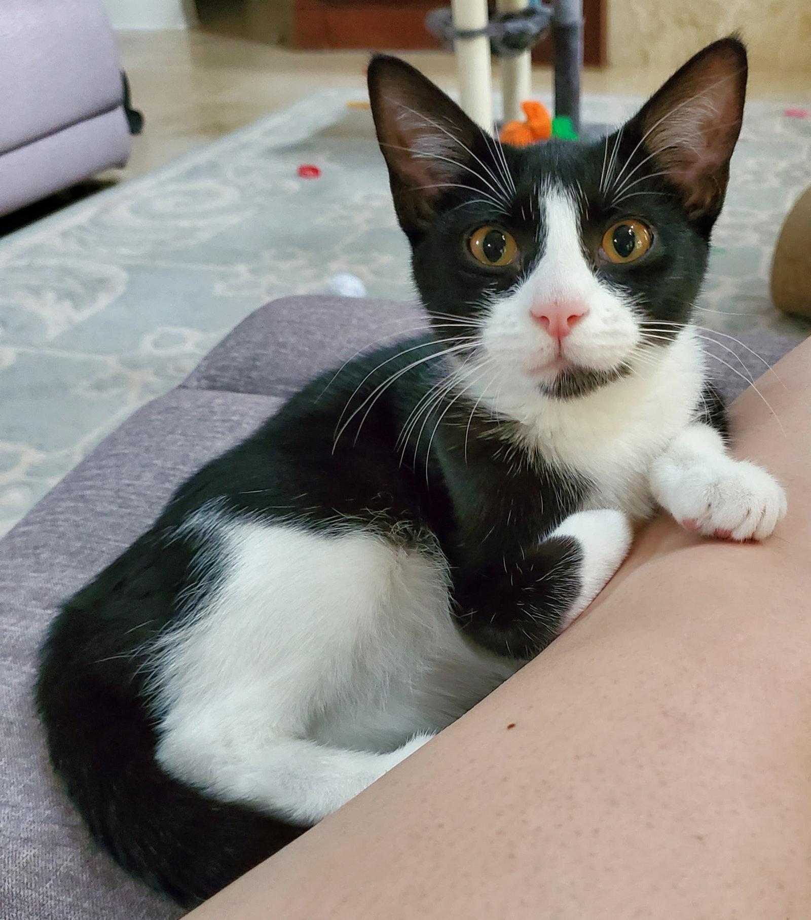 Enlarge Minnie, a Adoptable Domestic Short Hair in Horn Lake, MS image 3/3