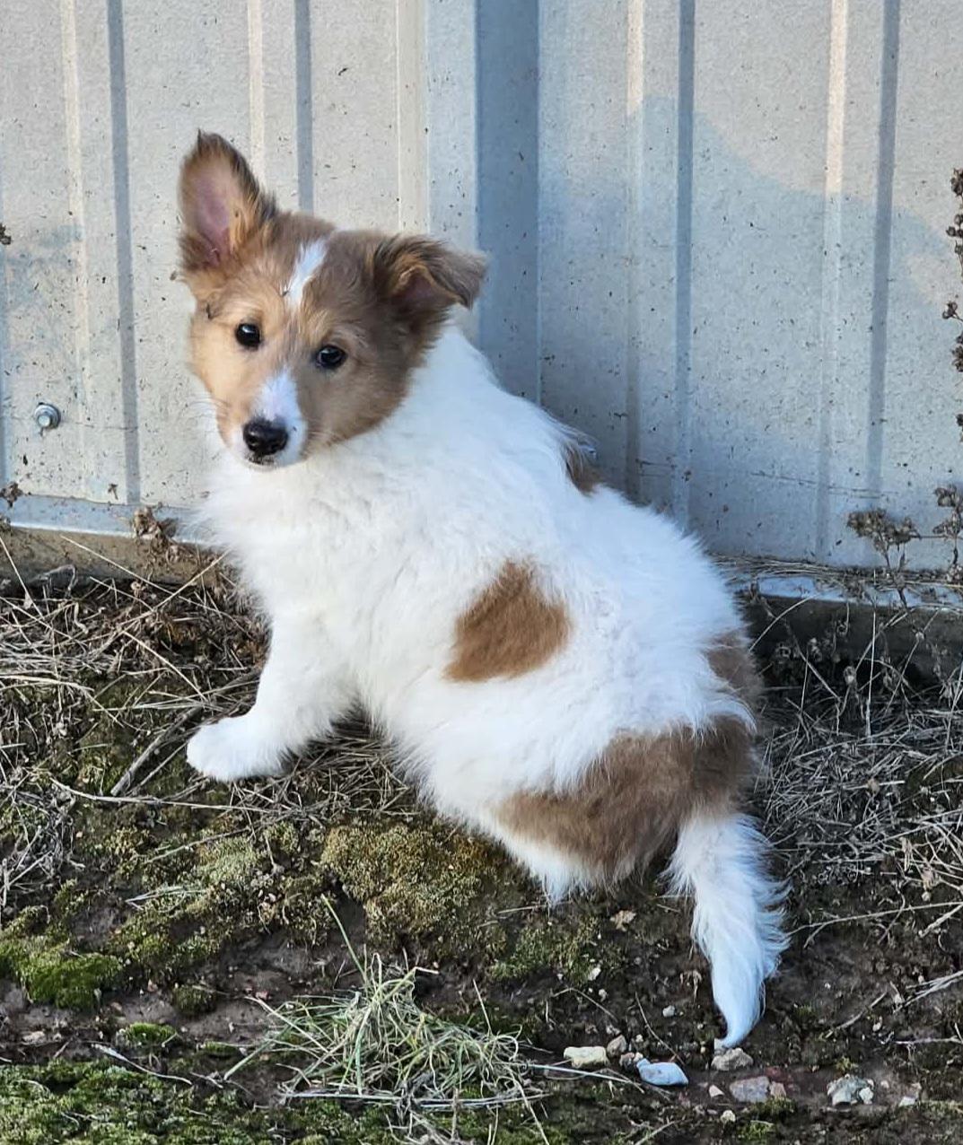 Enlarge McDuff, a ADOPTABLE Shetland Sheepdog / Sheltie in Clarksburg, MD image 3/4