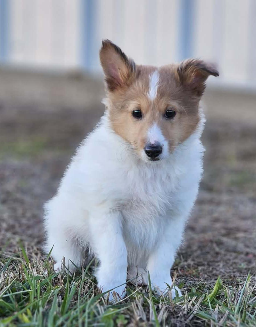 Enlarge McDuff, a ADOPTABLE Shetland Sheepdog / Sheltie in Clarksburg, MD image 1/4