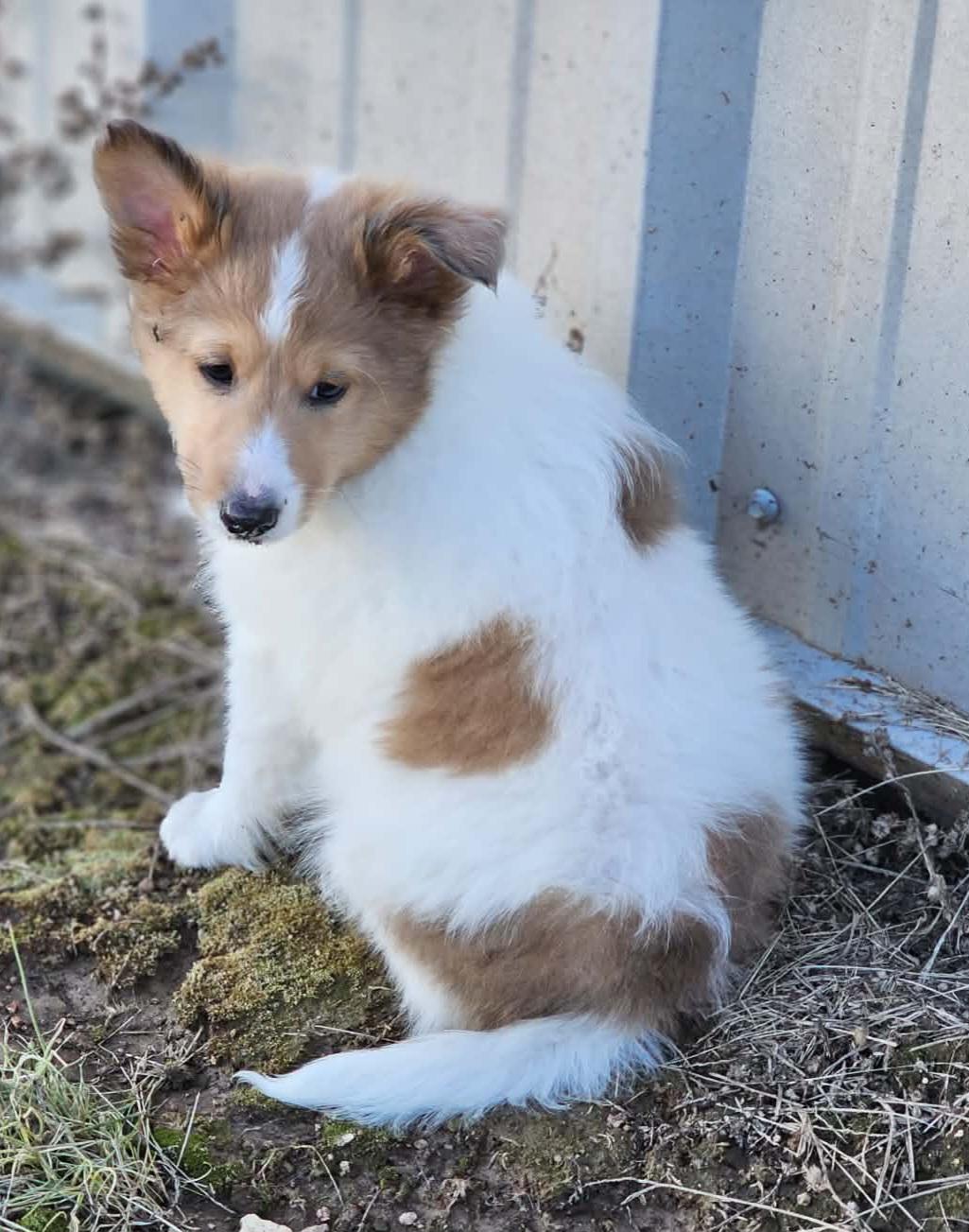 Enlarge McDuff, a ADOPTABLE Shetland Sheepdog / Sheltie in Clarksburg, MD image 2/4