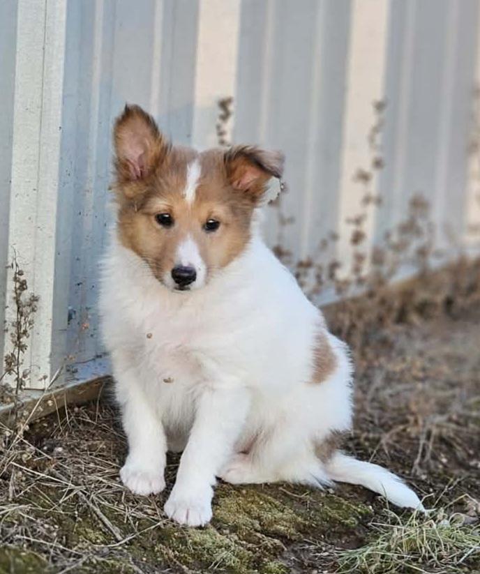 Enlarge McDuff, a ADOPTABLE Shetland Sheepdog / Sheltie in Clarksburg, MD image 4/4