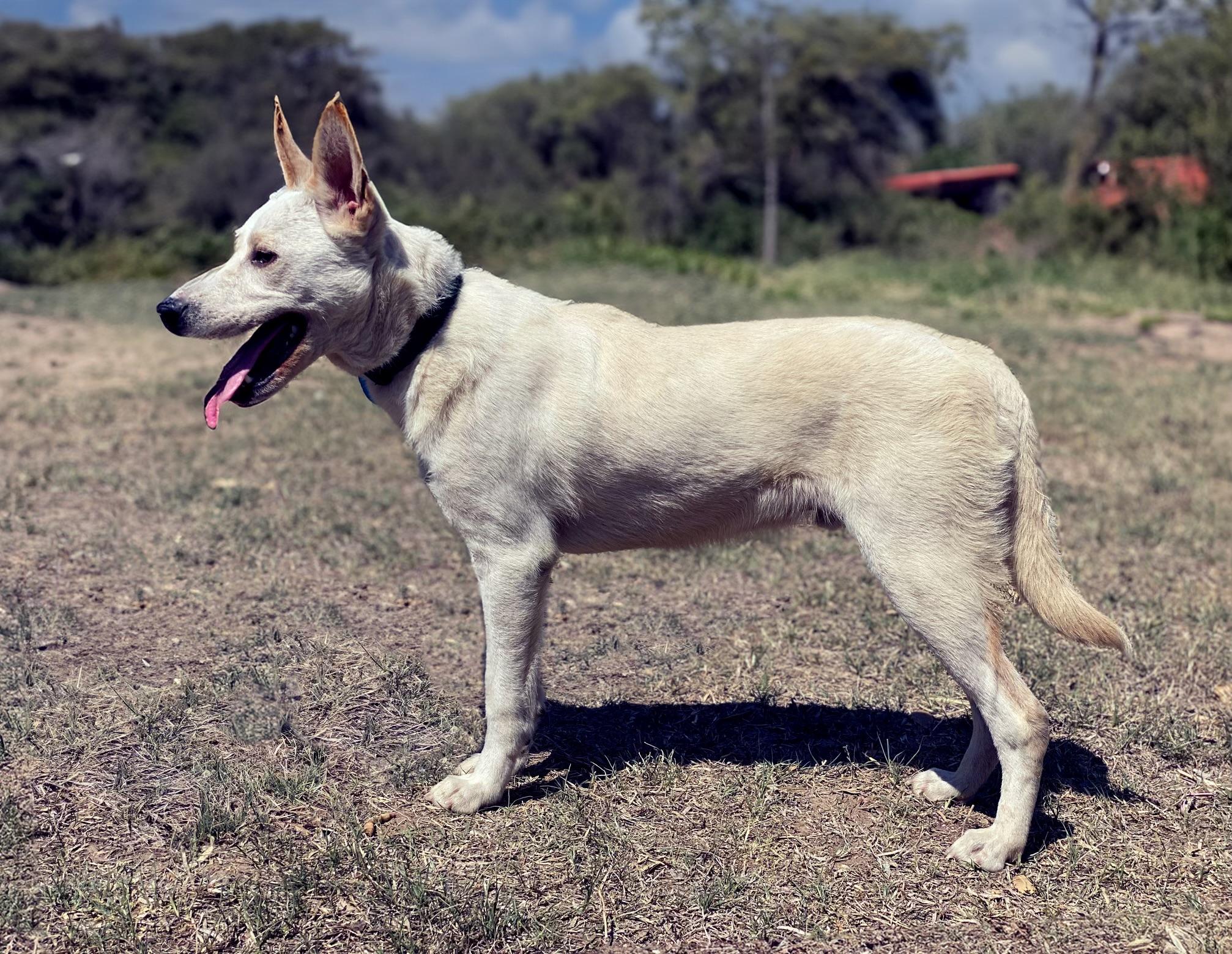 Bolt photo 4