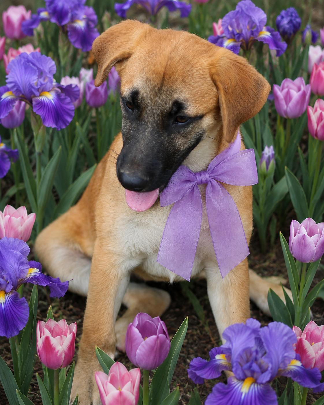 Honey, an adopted mixed breed in Willington, CT image 1/5