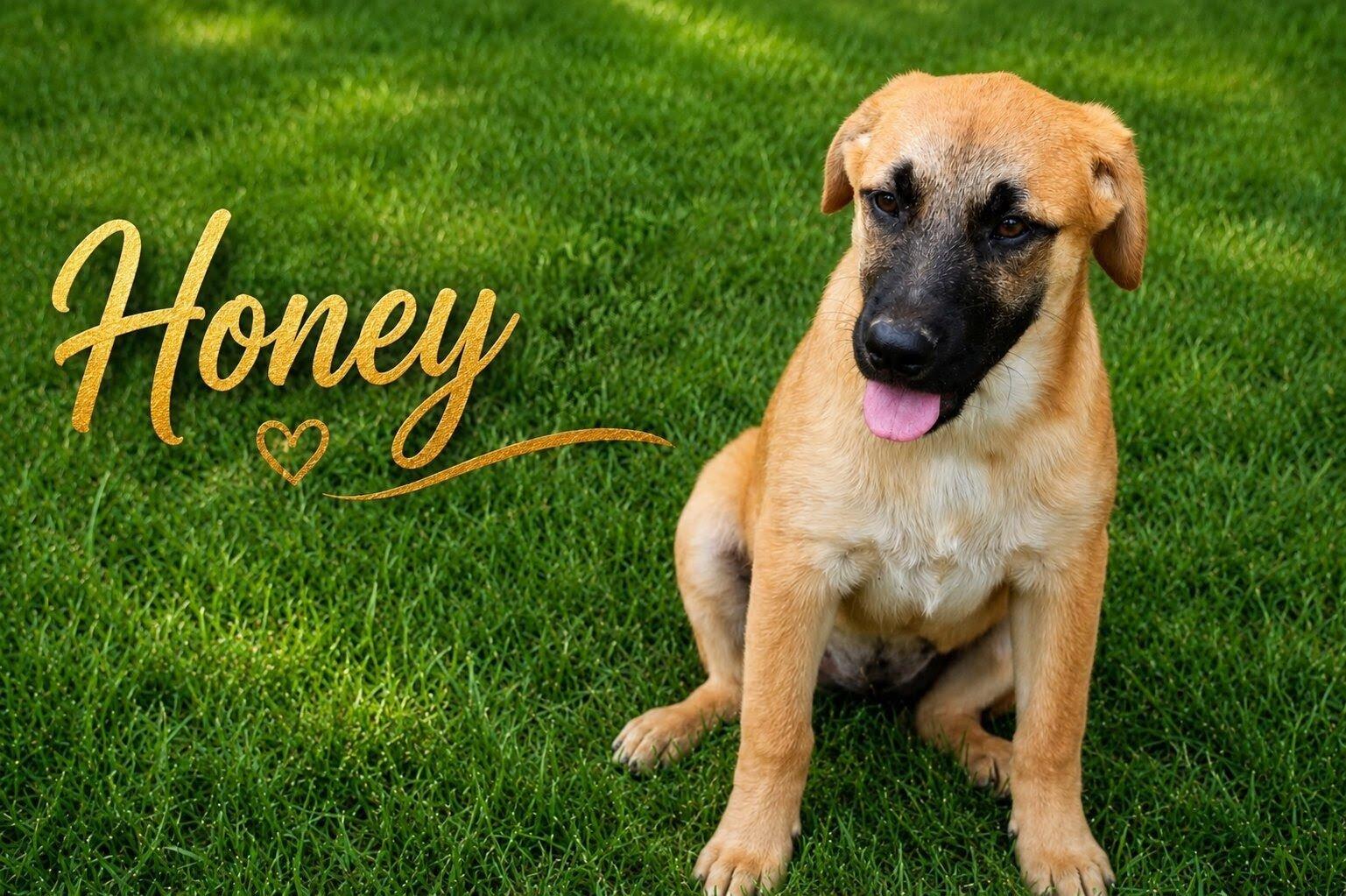 Enlarge Honey, a Adoptable mixed breed in Willington, CT image 2/6
