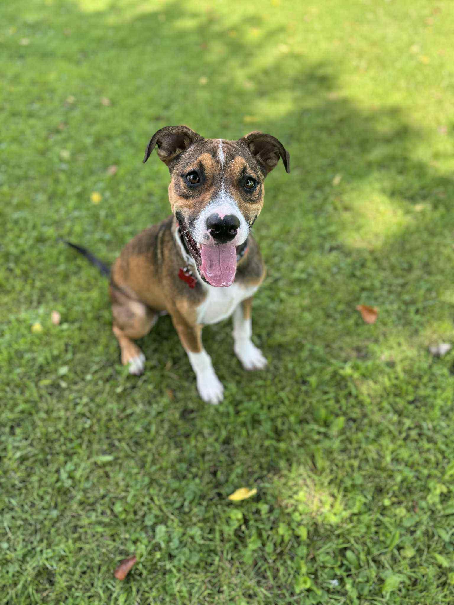 Odie
