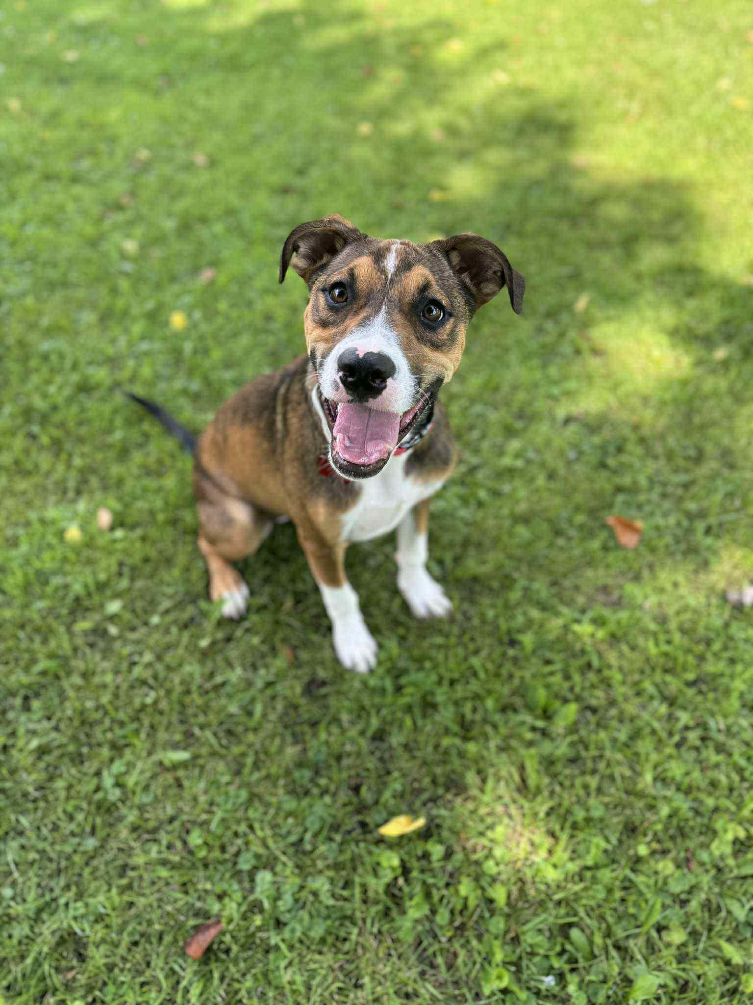 Odie