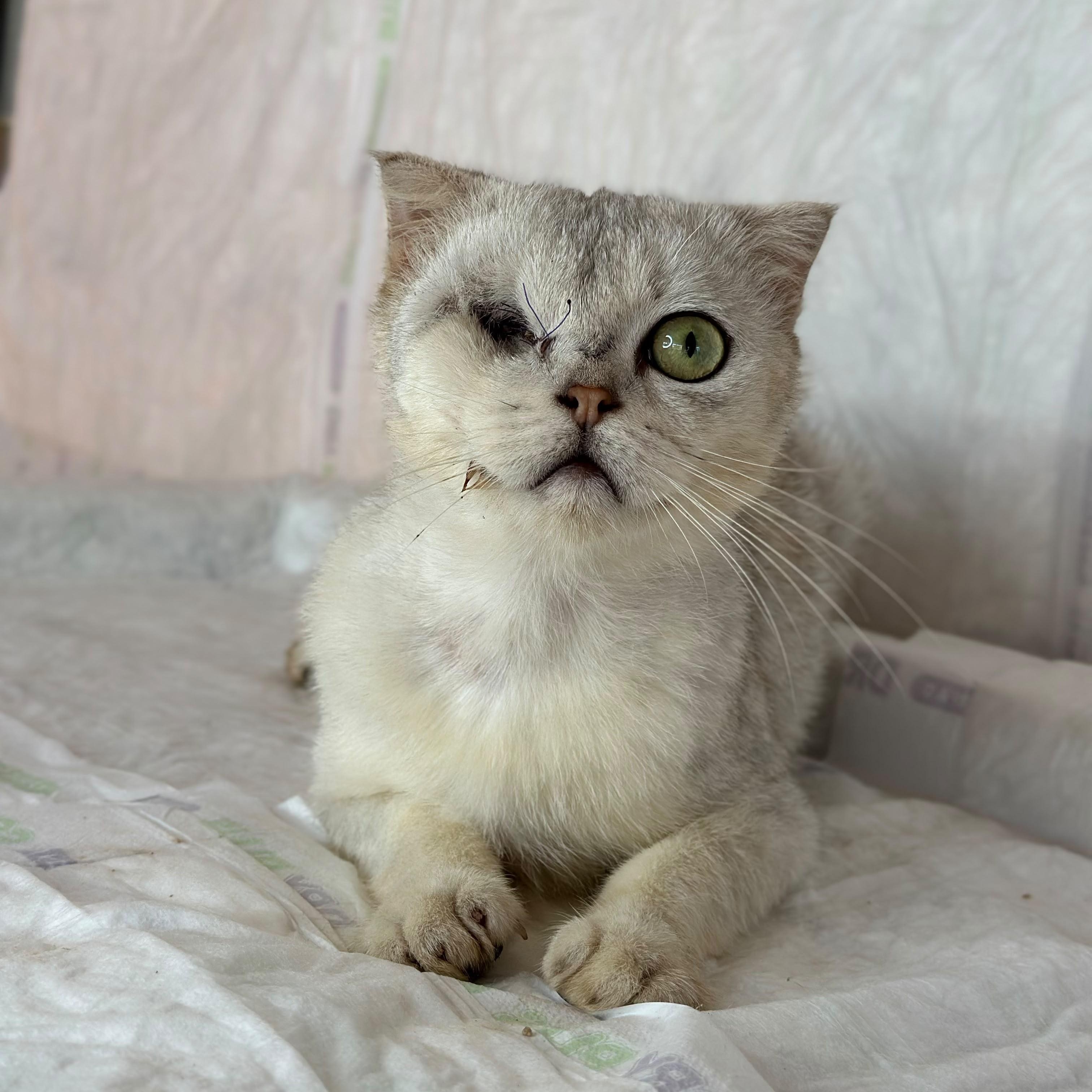 Enlarge Figgi, a Adoptable Scottish Fold in Mundelein, IL image 2/4