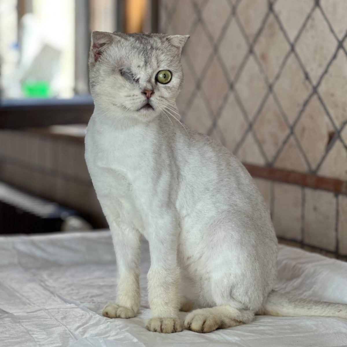 Enlarge Figgi, a Adoptable Scottish Fold in Mundelein, IL image 3/4