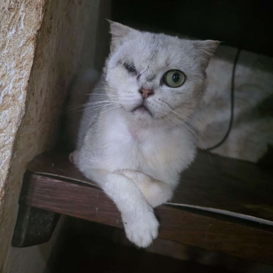 Figgi, Adoptable, Adult Male Scottish Fold.