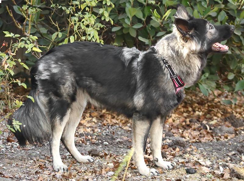 Sinai von Selig, a Adoptable mixed breed in Los Angeles, CA image 6/6