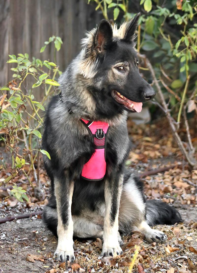 Sinai von Selig, a Adoptable mixed breed in Los Angeles, CA image 5/6