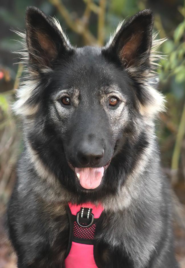 Sinai von Selig, Adoptable, Young Female German Shepherd Dog.