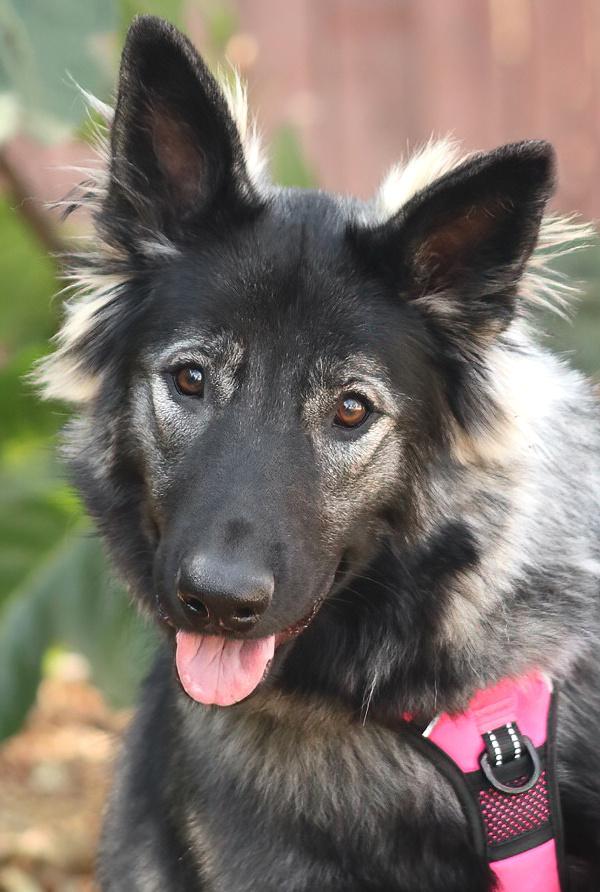 Sinai von Selig, a Adoptable mixed breed in Los Angeles, CA image 3/6