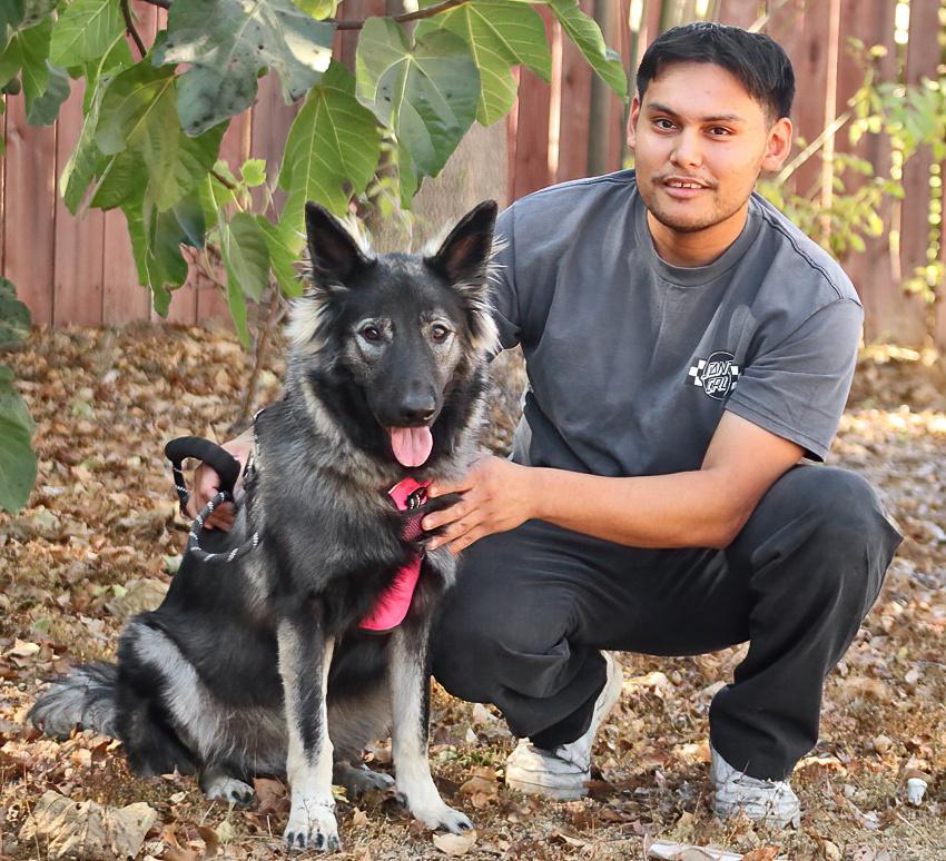 Sinai von Selig, a Adoptable mixed breed in Los Angeles, CA image 2/6