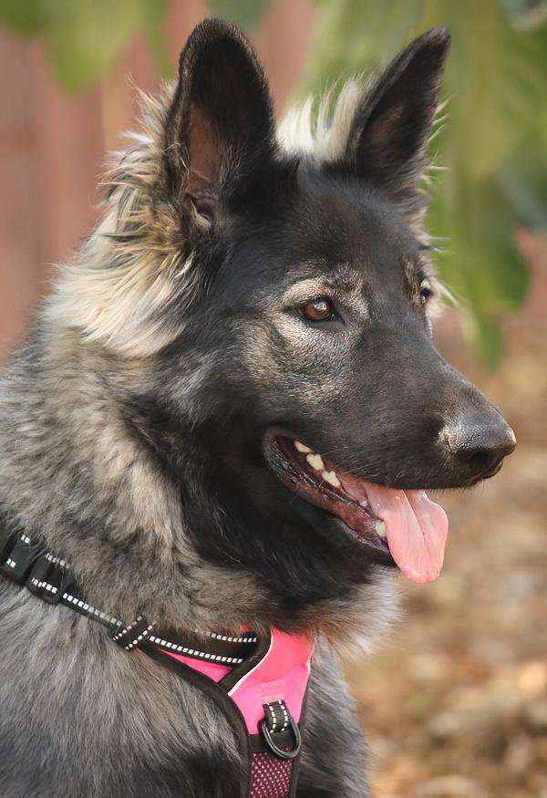 Sinai von Selig, a Adoptable mixed breed in Los Angeles, CA image 4/6