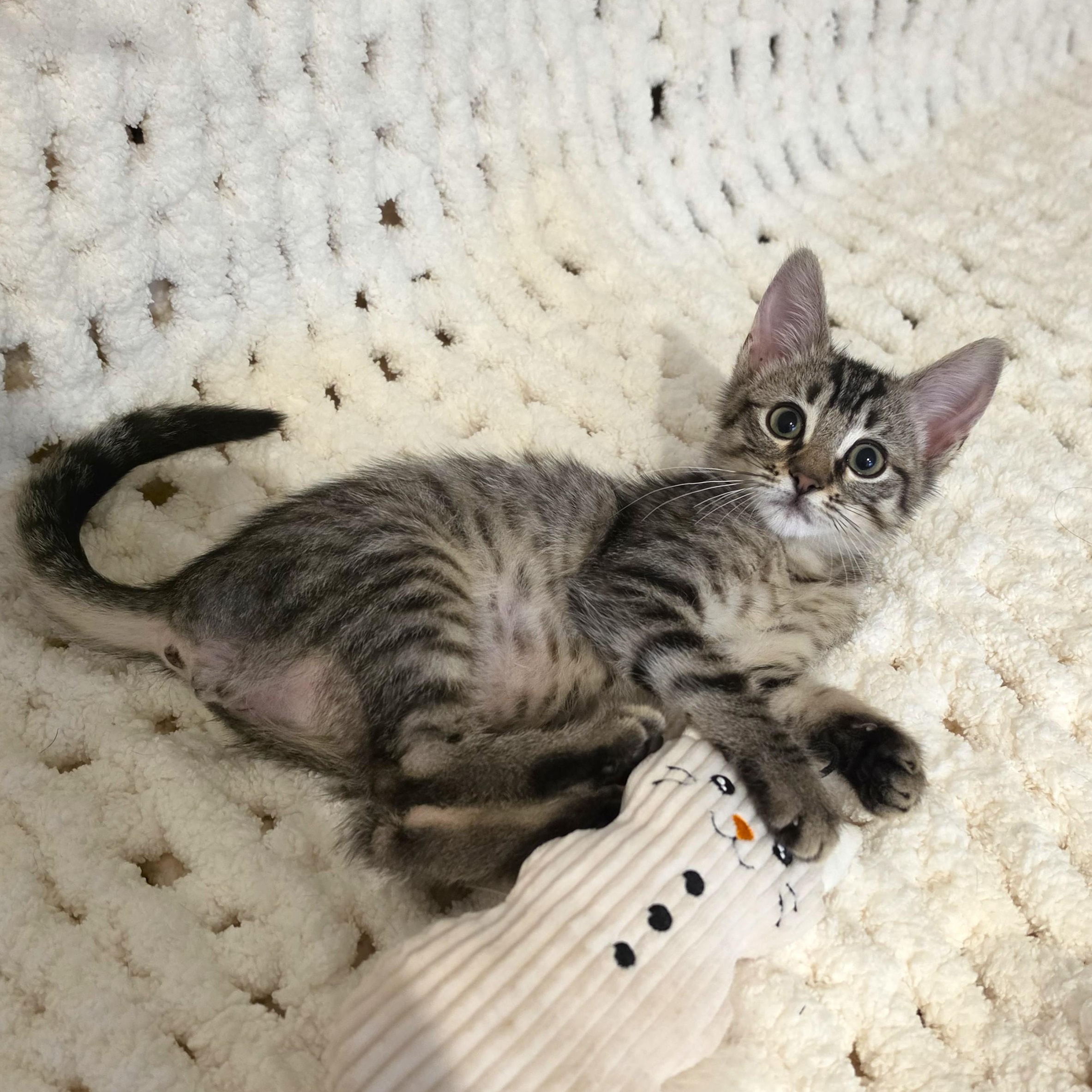 Lilo, adopted, Kitten Male Domestic Short Hair.