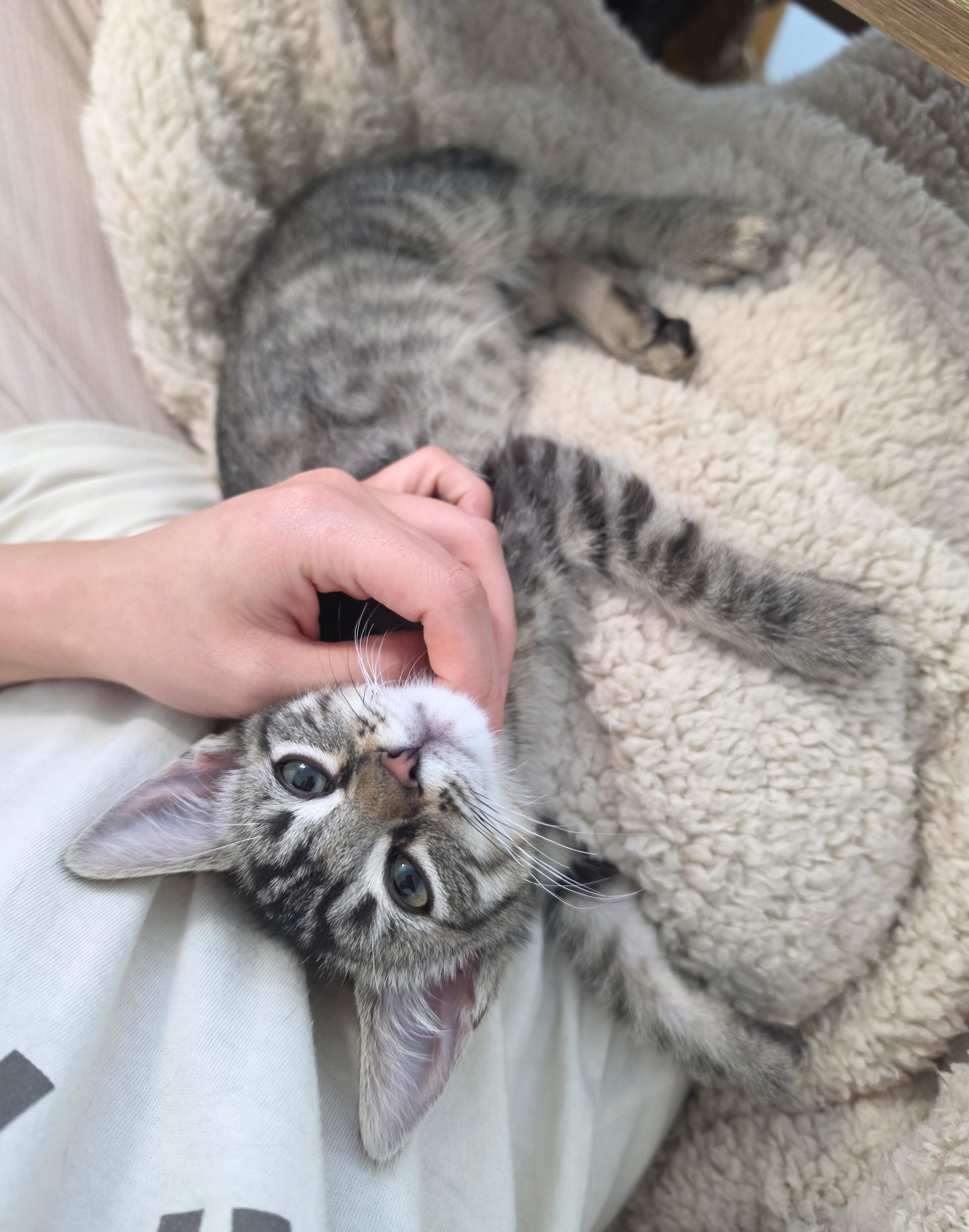Lilo, an adopted Domestic Short Hair in Yorba Linda, CA image 2/6