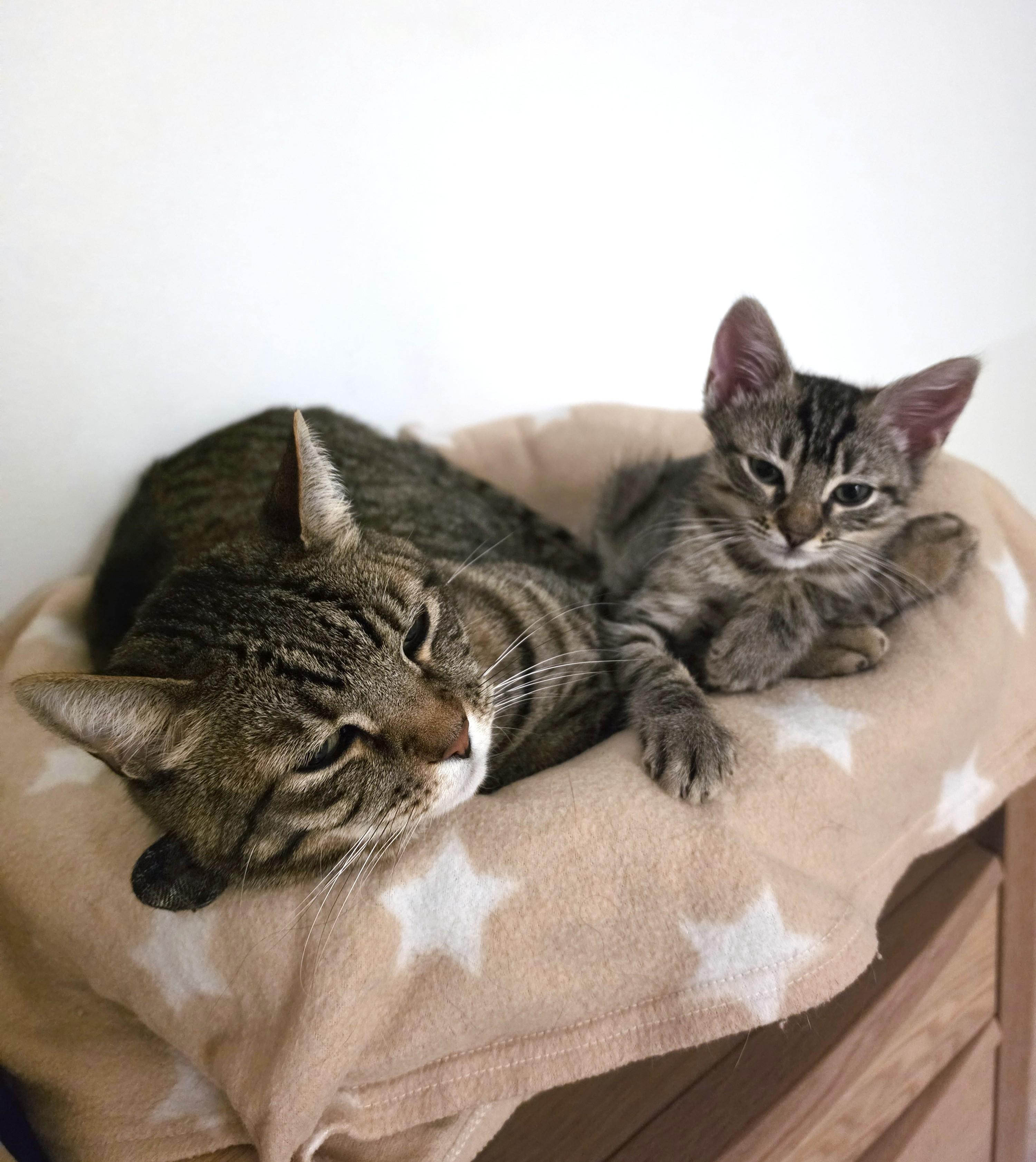 Lilo, an adopted Domestic Short Hair in Yorba Linda, CA image 5/6
