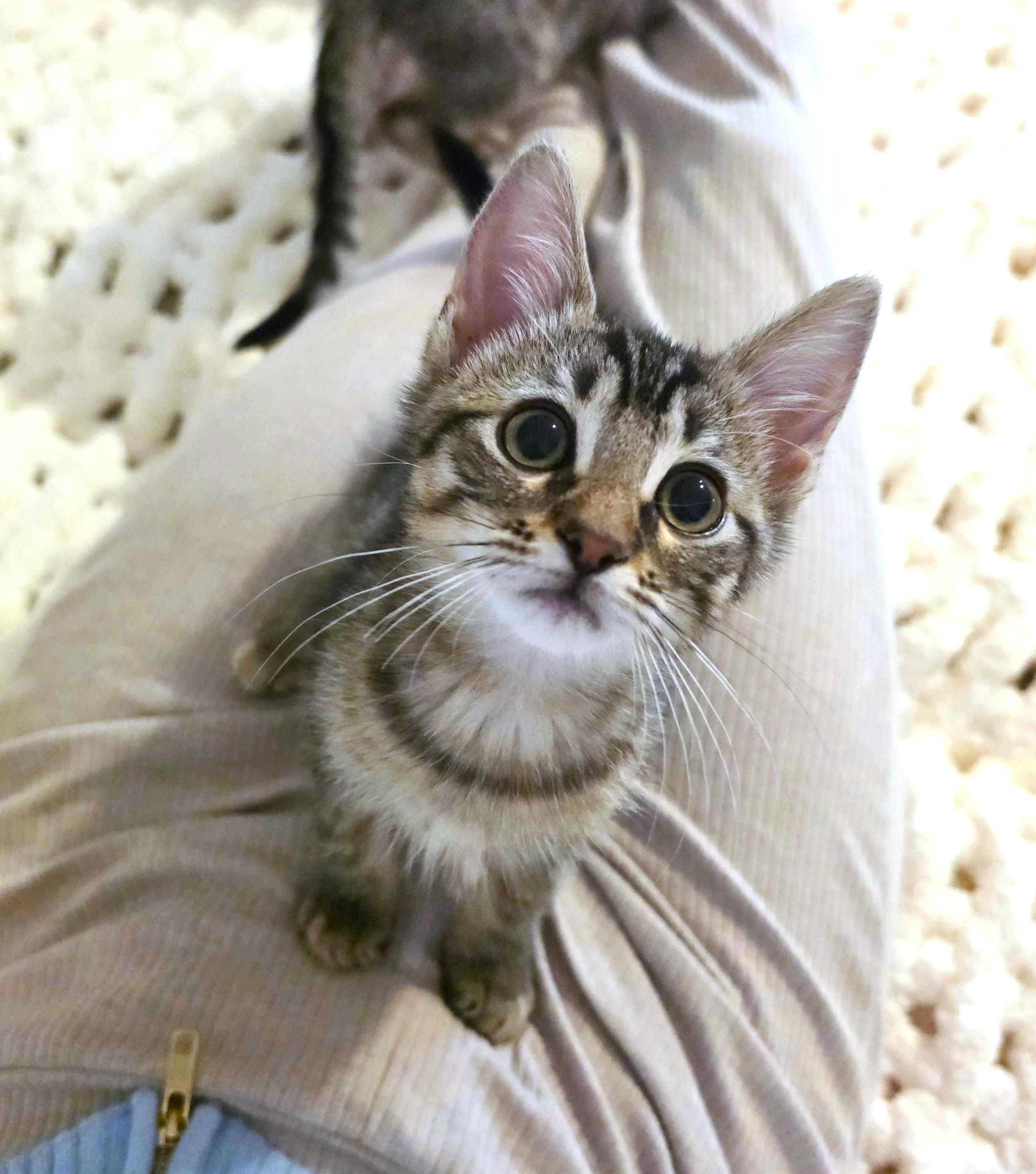 Lilo, an adopted Domestic Short Hair in Yorba Linda, CA image 4/6