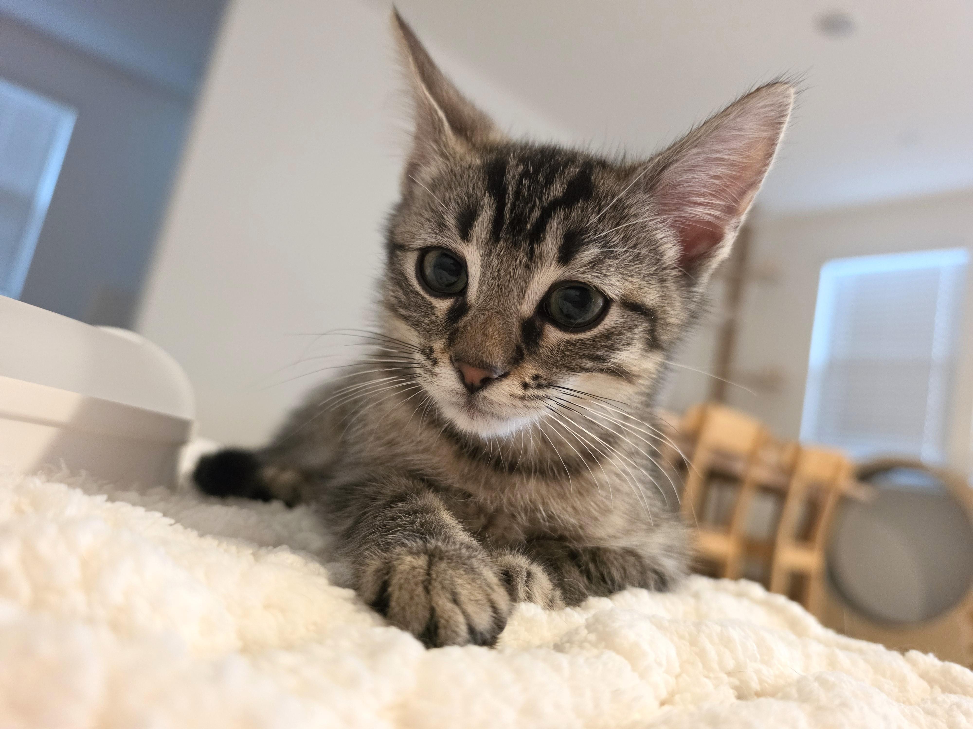 Lilo, an adopted Domestic Short Hair in Yorba Linda, CA image 3/6