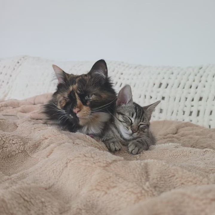 Enlarge Lilo, an adopted Domestic Short Hair in Yorba Linda, CA video 6/6