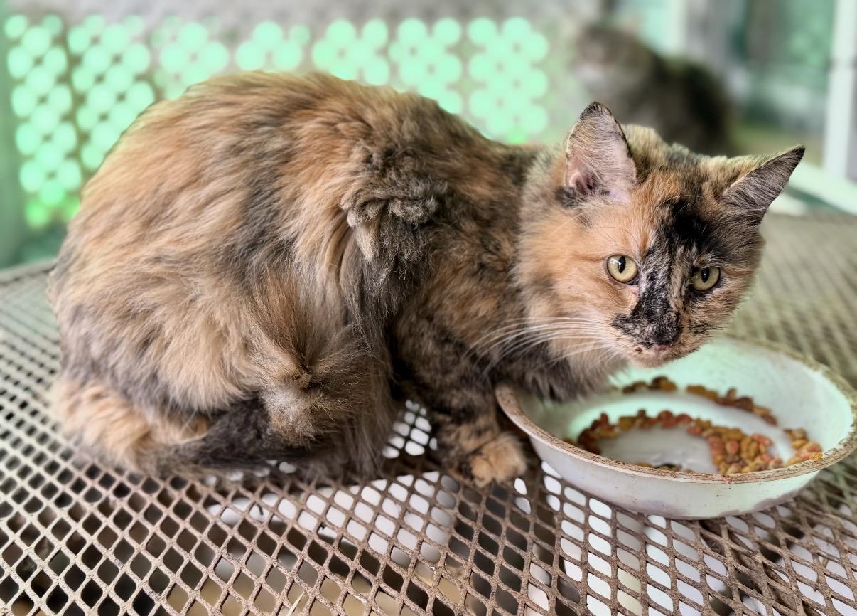 Carmelo, adoptable, Adult Female Dilute Tortoiseshell.