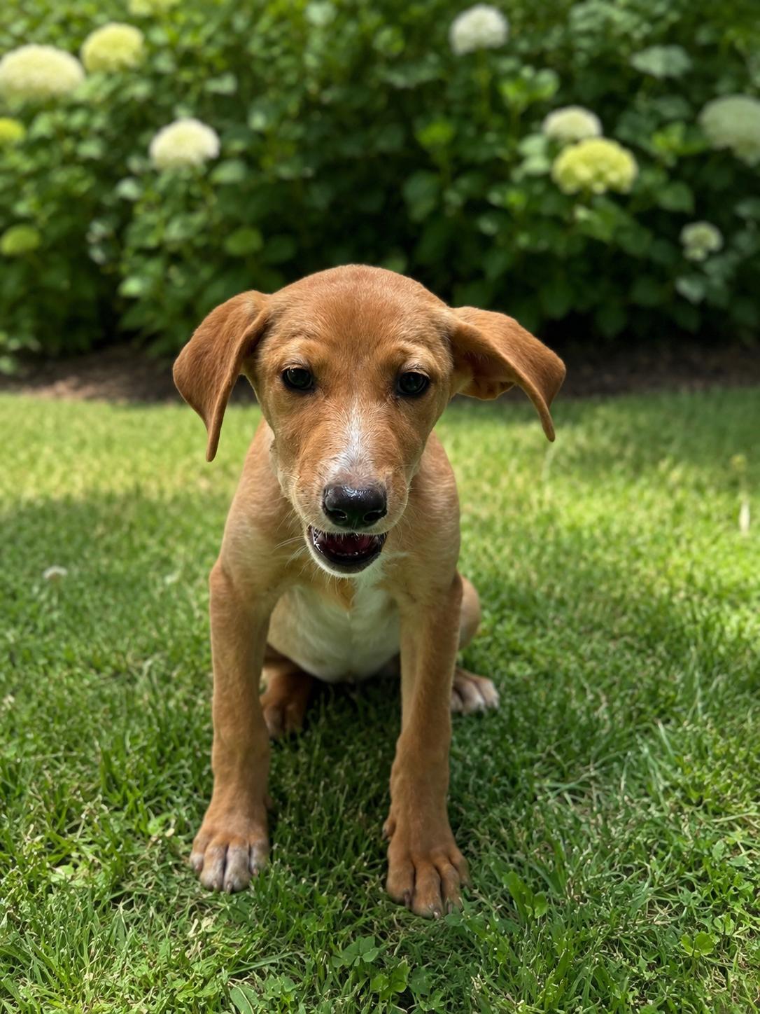 Elsa, Adopted, Puppy Female Labrador Retriever & Terrier.