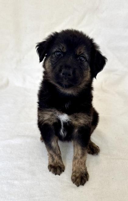 Meg, adopted, Young Female German Shepherd Dog.