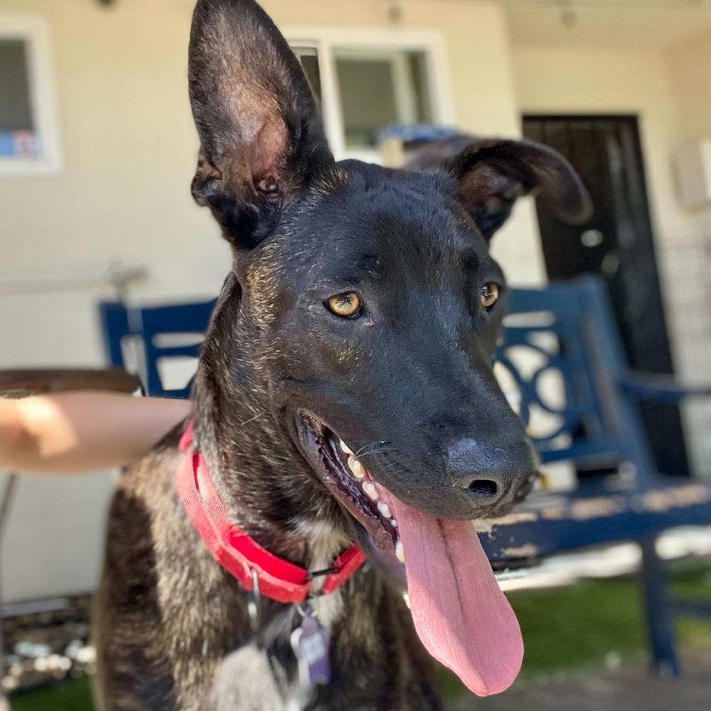 Enlarge Brody, a Adoptable Mixed Breed in San Francisco, CA image 1/2