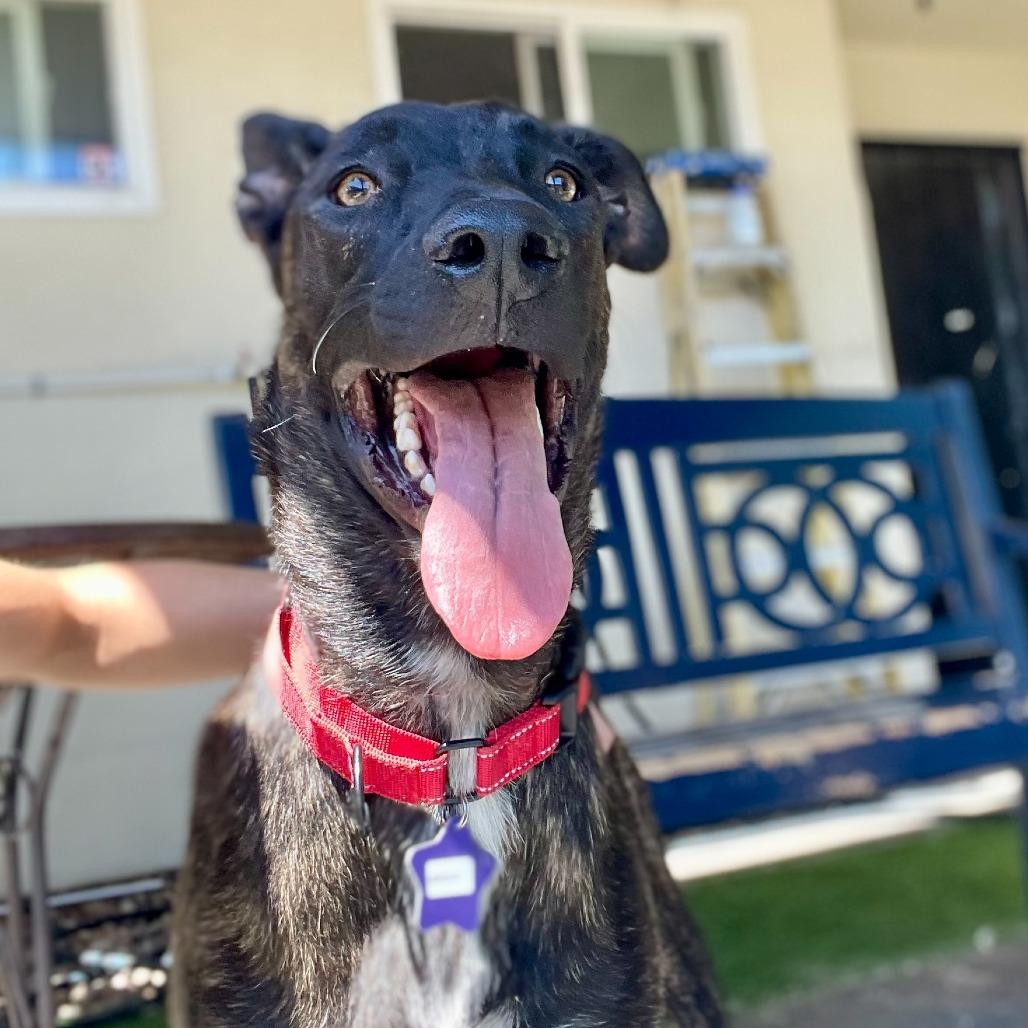 Enlarge Brody, a Adoptable Mixed Breed in San Francisco, CA image 2/2