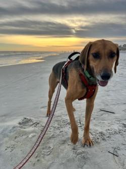 Enlarge Beans, a Adoptable mixed breed in Savannah, GA image 1/3
